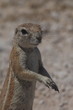 ecureuil terrestre en Namibie