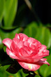 rosa Kamelie (Camellia japonica)