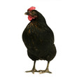 Foto: black chicken black chicken