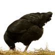 Foto: black chicken black chicken