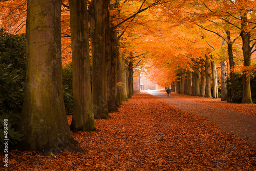 Photo: autumn in the forest autumn in the forest