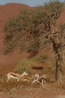 springboks dans la vallée des dunes de sossluvei