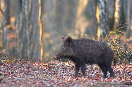Photo: Sanglier Sanglier