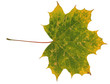 Autumn leaf isolated.