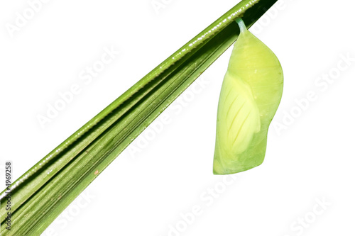 butterfly cocoon on white