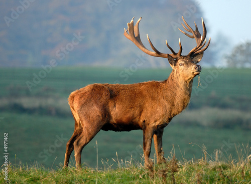 Foto: Red Deer Red Deer