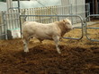 Blonde d´Aquitaine