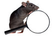 Images : funny rat and magnifying glass