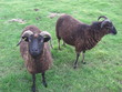 Goats