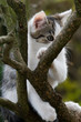  kit on tree