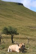 vache salers