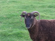 Billy Goat
