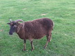 Billy Goat