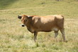 vache salers