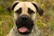 Bullmastiff
