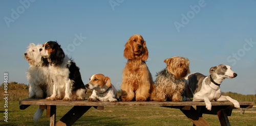 Foto: petits chiens petits chiens