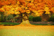 Arbre automnal