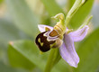 Orchidée
