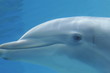 Photo: DOLPHINS DOLPHINS