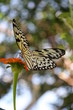 BUTTERFLY UNFER THE SKY