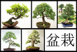 Bonsai