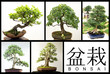 Bonsai Bonsai
