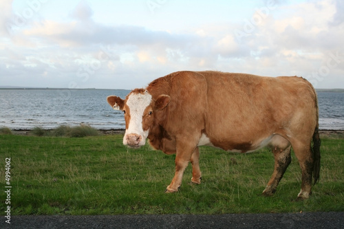 Photo: Brown Cow Brown Cow