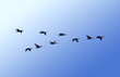 Canada geese in flight