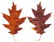 Maple leaf