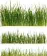 Fresh grass