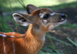 Young fawn