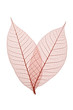 Skeleton Leaves