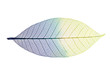 Skeleton Leaf