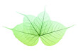 Skeleton Leaves