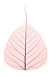 Skeleton Leaf