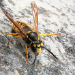 Wasp Macro Wasp Macro