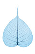 Skeleton Leaf