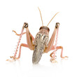 Desert locust - Schistocerca gregaria