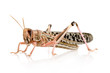 Desert locust - Schistocerca gregaria
