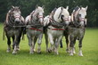Percheron
