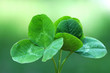 Three leaves spring clover on a green background Three leaves spring clover on a green background