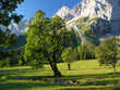 Trees und moutains Trees und moutains