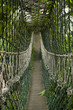 bridge inside tropical jungle