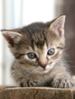 Kitten on wood desk 2 Kitten on wood desk 2