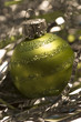 A pretty lime green Xmas light ornament