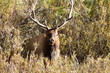 bull elk in bush