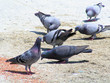 Rock Pigeons feeding
