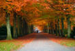 autumn in the forest