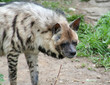 Hyena