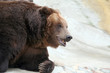 Brown Bear